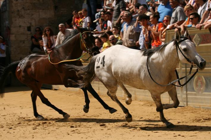 Palio: le prove mattutine di addestramento