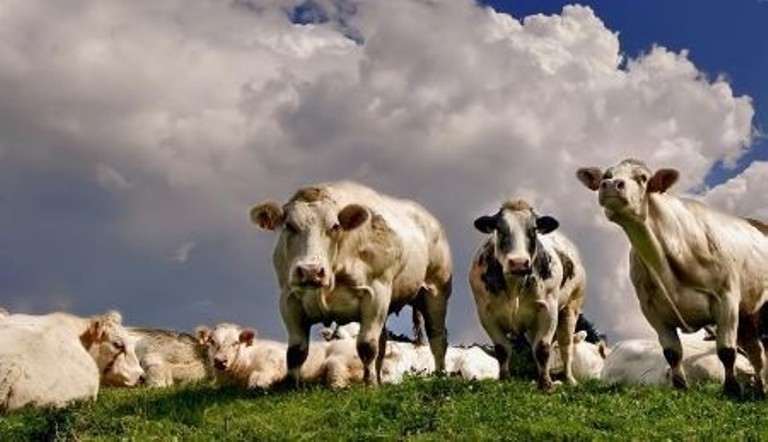 Aumentano sulla Terra i gas ad effetto serra emessi dal bestiame