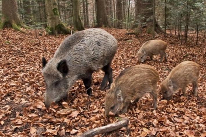 Fauna selvatica: le tre proposte degli agricoltori toscani