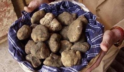 San Giovanni d’Asso sfida Acqualagna a colpi di tartufo