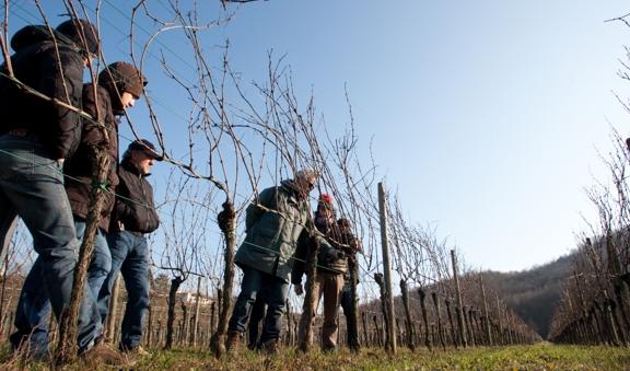 A San Felice tre giorni di potature delle viti