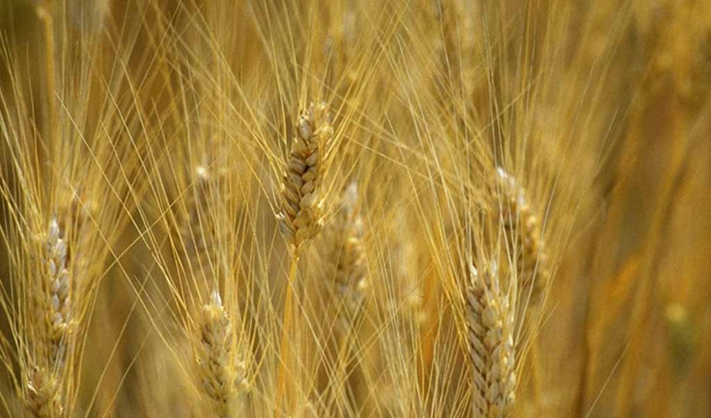 Protesta del grano: M5S al fianco degli agricoltori