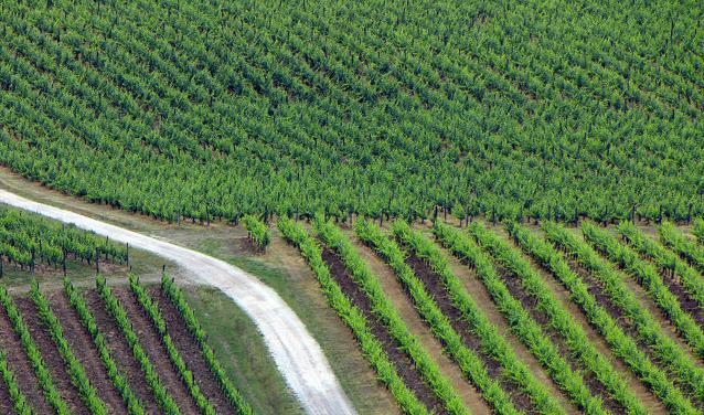 Diritti d’impianto: l’Europa del vino ne discute a Firenze