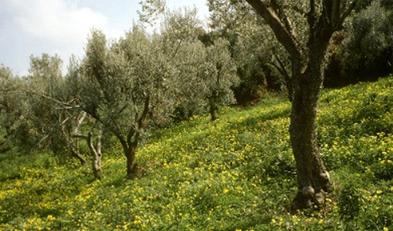 L’Upa organizza un seminario di olivicoltura a Montalcino