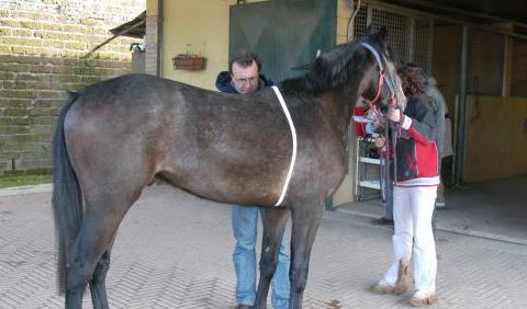 Palio: previsita di controllo morfologico dei cavalli