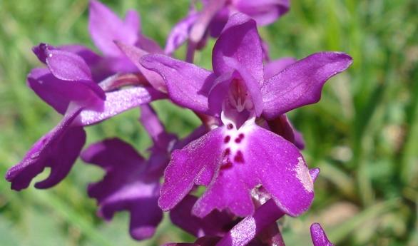 Dalla Provincia un Atlante dedicato alle orchidee e alla biodiversità