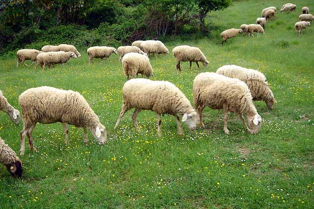 Agricoltura, l’altra faccia della crisi: “La carne toscana rischia di scomparire”