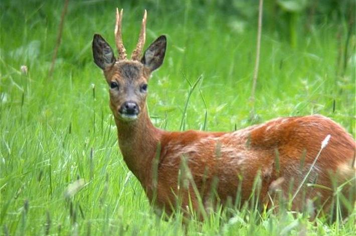 Arci: al via il corso per la caccia a capriolo, daino e cervo