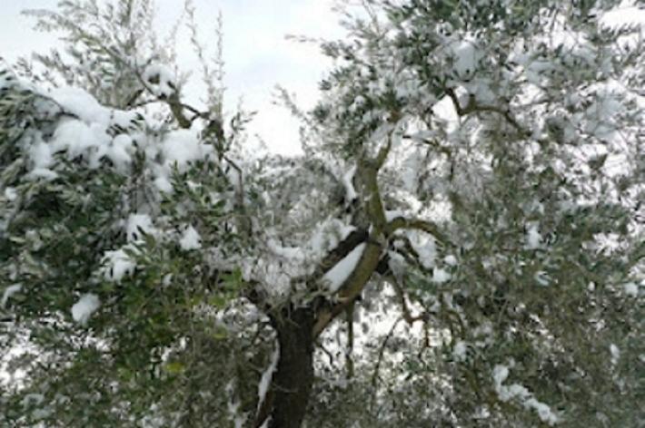 Confagricoltura: “Clima ottimale contro la mosca olearia”