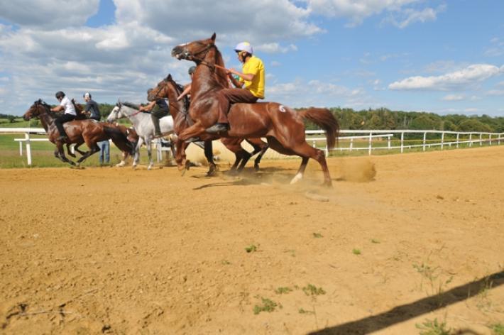 Palio: cavalli al lavoro sulla pista di Monticiano