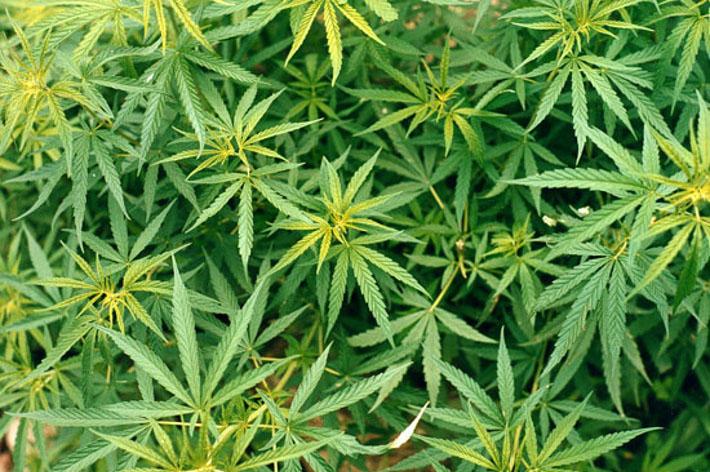 Sinalunga: scoperte sei piante di marijuana
