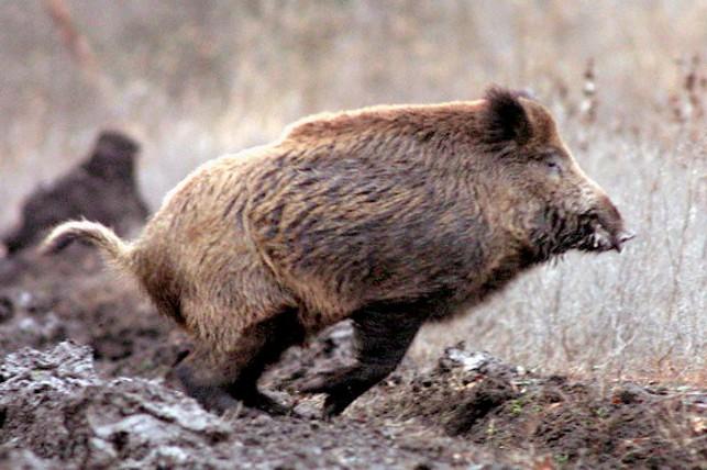 Coldiretti: “Campagne in balia della fauna selvatica”