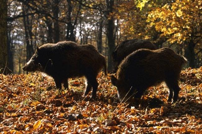 Regione: indennizzi e contributi per chi ha subito danni da fauna selvatica