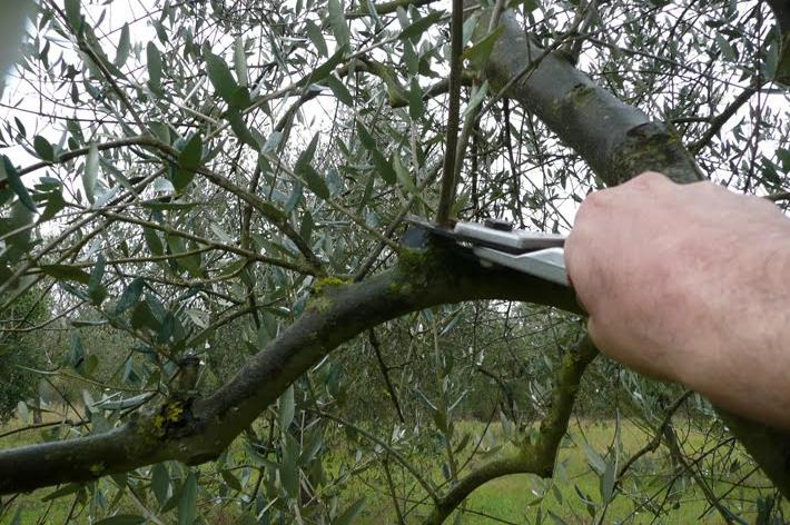 Corso sulla potatura dell’olivo a San Casciano dei Bagni