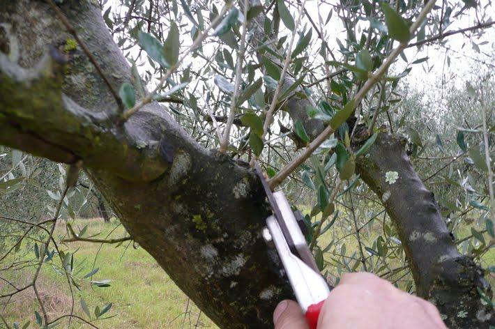 Corsi di potatura dell’ulivo a Siena e in provincia: aperte le iscrizioni