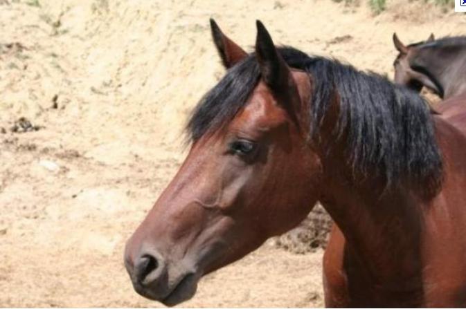 Palio: a Monticiano le corse di addestramento