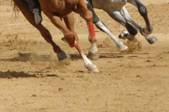 Palio: gli animalisti potranno manifestare. All’Acquacalda