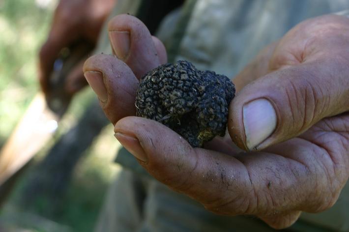 Il tartufo scorzone protagonista in tavola