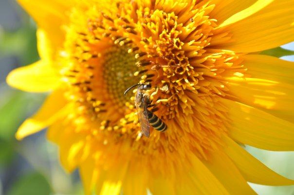 Miele: a primavera crollo della produzione fino al 50%