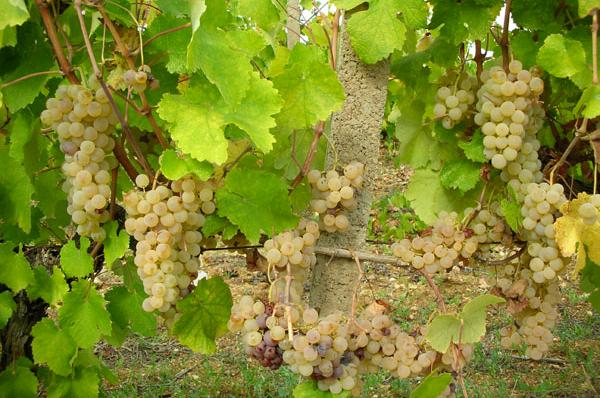 Vernaccia: giorni decisivi per la vendemmia