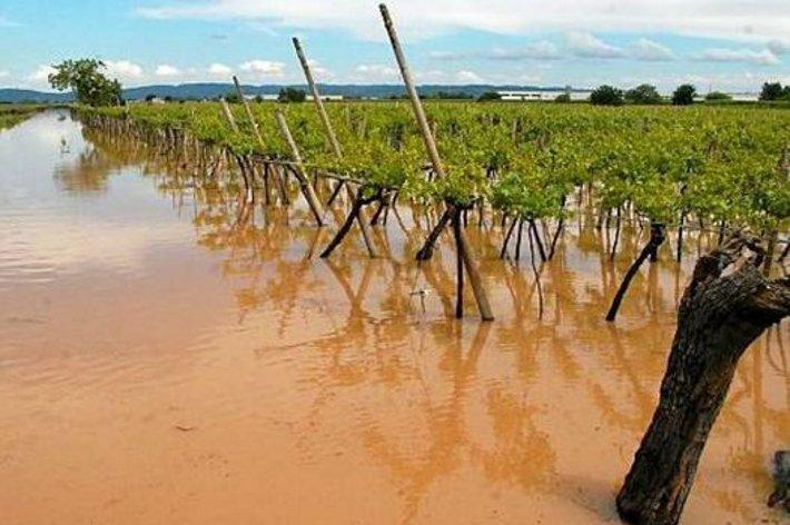 Coldiretti: “Ciaran: almeno 50 milioni di danni in agricoltura”