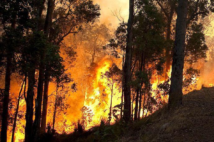 Incendi: la mamma degli idioti è sempre incinta