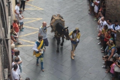 palio 16 agosto 2018 lupa (76)