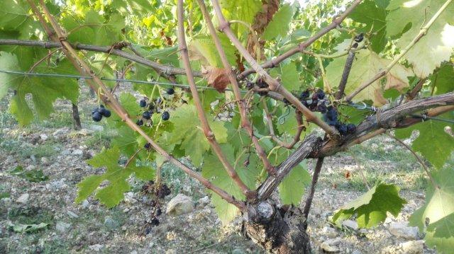 rocca di castagnoli danni cinghiali 2015 (2)