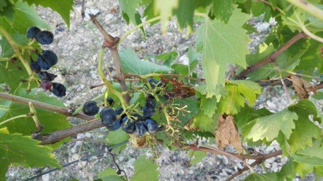 rocca di castagnoli danni cinghiali 2015 (3)