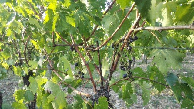 rocca di castagnoli danni cinghiali 2015 (4)