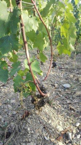 rocca di castagnoli danni cinghiali 2015 (9)