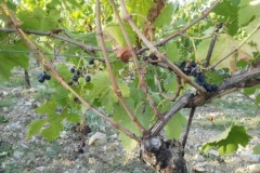 rocca di castagnoli danni cinghiali 2015 (2)