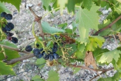 rocca di castagnoli danni cinghiali 2015 (3)