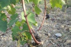 rocca di castagnoli danni cinghiali 2015 (9)