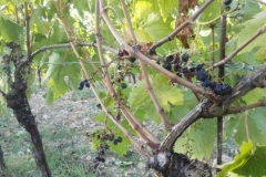 rocca di castagnoli danni cinghiali 2015
