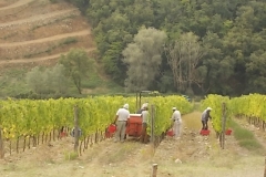 vendemmia rocca di castagnoli (2)