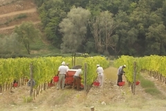 vendemmia rocca di castagnoli