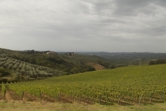 vigneti rocca di castagnoli (3)
