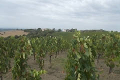 vigneti rocca di castagnoli (4)