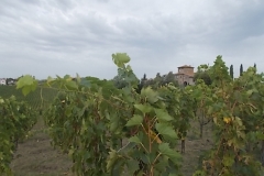 vigneti rocca di castagnoli (5)