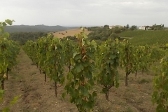 vigneti rocca di castagnoli (6)