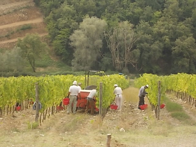 vendemmia rocca di castagnoli