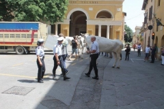 palio 2 luglio 2018 drago (13)