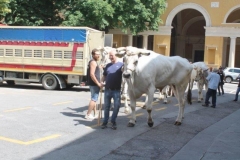 palio 2 luglio 2018 drago (14)