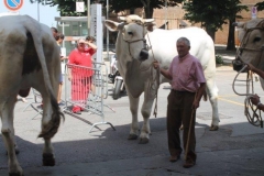 palio 2 luglio 2018 drago (16)