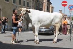 palio 2 luglio 2018 drago (19)