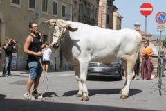 palio 2 luglio 2018 drago (20)