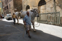 palio 16 agosto 2019 selva (6)