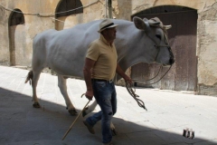 palio 16 agosto 2019 selva (7)