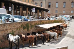 palio 2 luglio 2019 giraffa (10)